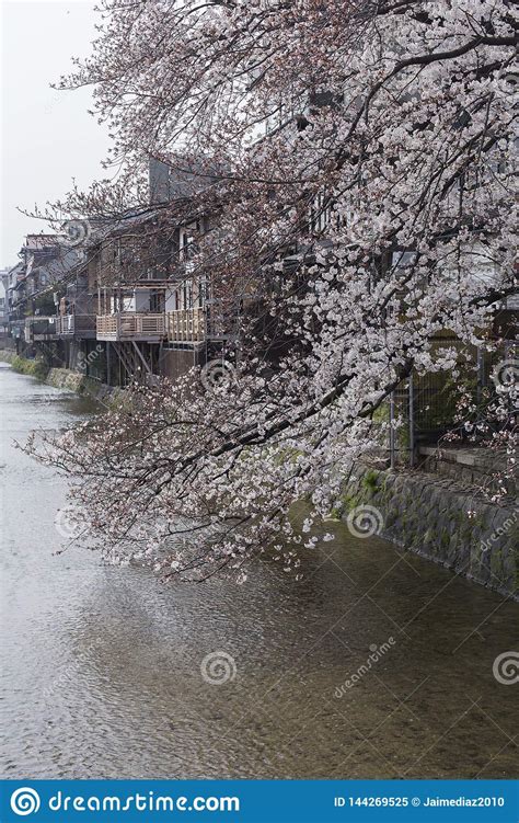 Cherry Blossoms on the Riverside of the Kamo River in Kyoto during the ...