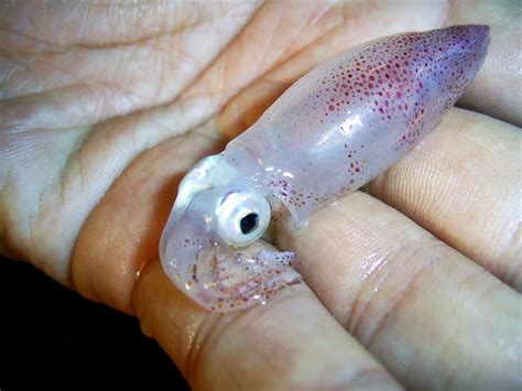 Baby Squid: Amazing Pictures and 6 Incredible Facts - A-Z Animals