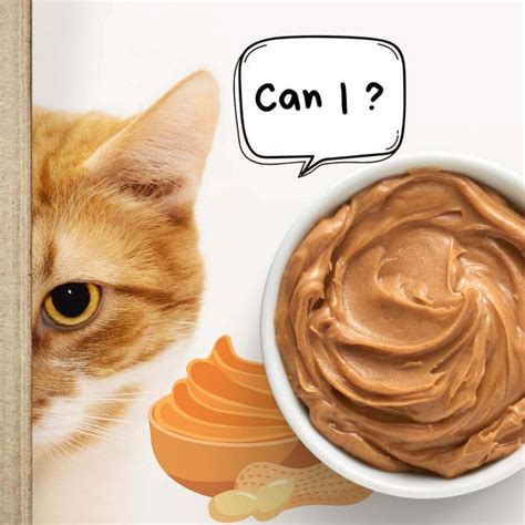 Can Cats Eat Peanut Butter? All You Need To Know - Cats In Care