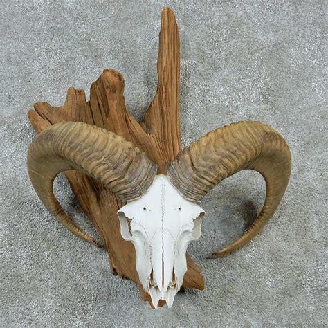 Mouflon Ram Skull & Horns in 2019 | african mounts | Pinterest | Ram skull, Skull and Horns