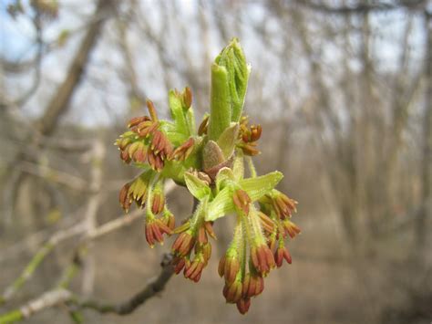 Distracted Naturalist: Box Elder - The Other Maple Tree