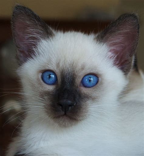 Five Things You Most Likely Didn't Know About Seal Point Balinese Cat | Seal Point Balinese Cat ...