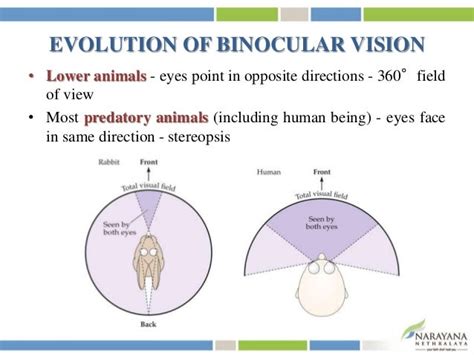 Binocular vision