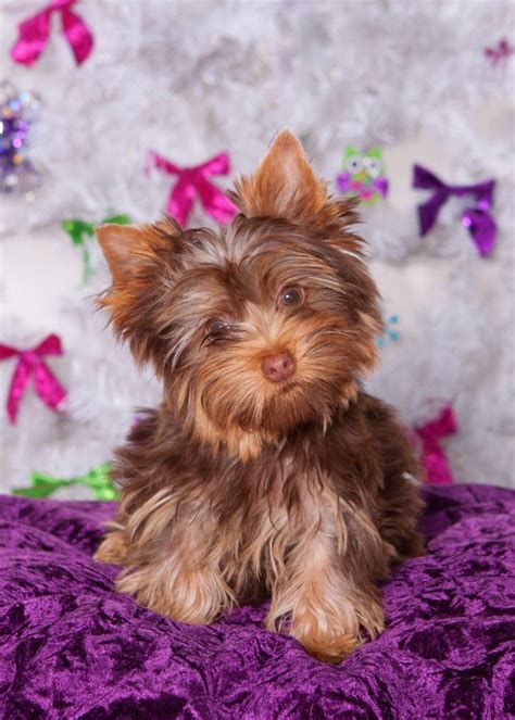 Chocolate Yorkie Poo Puppies For Sale - Pets Lovers