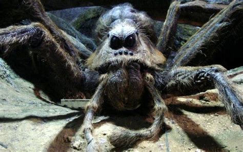 Giant spider | Harry potter creatures, Harry potter wiki, Harry potter