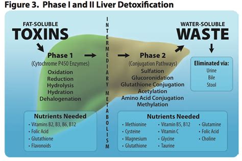 Natural Liver Detox: How to Support Natural Liver Detoxification | Odom ...