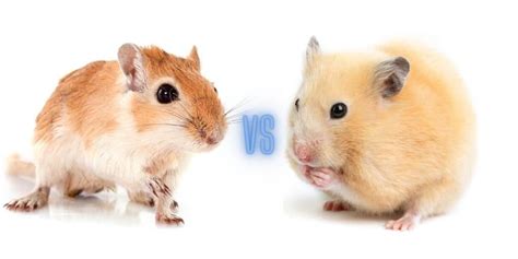 Gerbil vs Hamster - Our Awesome comparison to help you decide