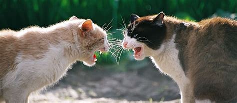 Fighting Felines: 5 Ways to Keep the Peace | Bucksburn Veterinary Hospital