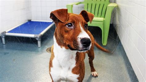 Free adoptions at Dallas Animal Services, shelter at capacity | FOX 4 ...