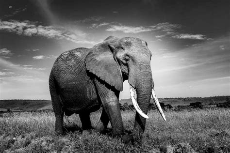 How to Photograph Wildlife in Black and White | Nature TTL