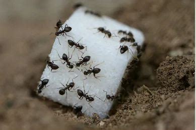 Why Ants are Attracted to Sugar ~ TELUGU WORLD