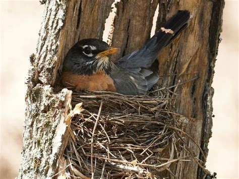 a bird sitting on top of a nest in the middle of a wooden tree trunk