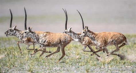 Number of Tibetan antelopes rises to over 200,000 at Changtang in Tibet ...