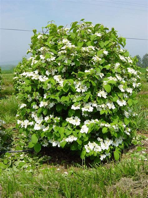 Viburnum ‘Shoshone’ seedling of ‘Shasta’, all the attributes of Shasta ...