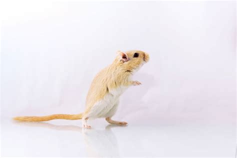 Gerbil Behavior – What is Your Gerbil Expressing? – thepetsavvy.com