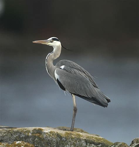 GREY HERON (Ardea cinerea) - Héron cendré — wildechoes