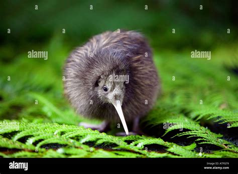 6 day old Kiwi Chicks New Zealand Stock Photo - Alamy