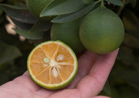 Florida Red Lime Trees For Sale | Backyard Citrus Trees