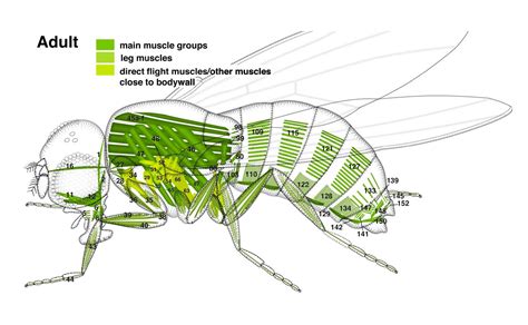 Atlas of Drosophila Development by Volker Hartenstein