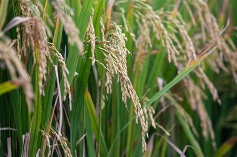 Premium Photo | Rice plants ready for the harvesting process