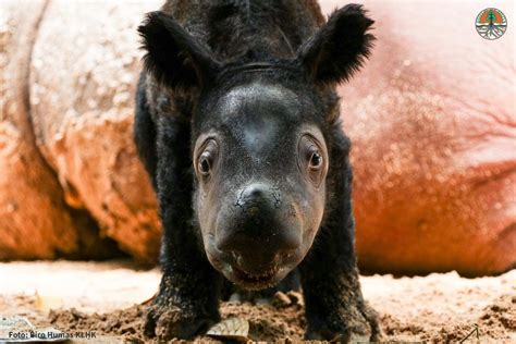 Baby Sumatran Rhino Born Into Indonesian Sanctuary