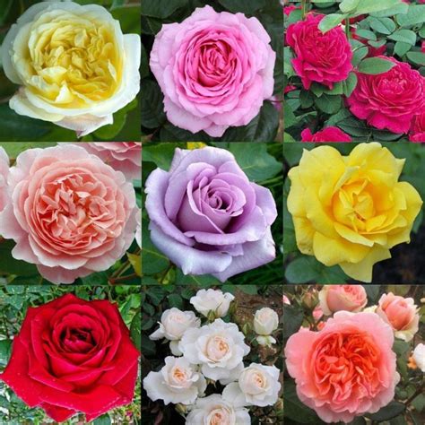 SPECIAL DEAL - Luxury Garden Roses - Premier Collection - Pack of SIX ...