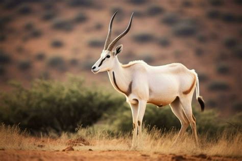 national animal of Djibouti 30640270 Stock Photo at Vecteezy