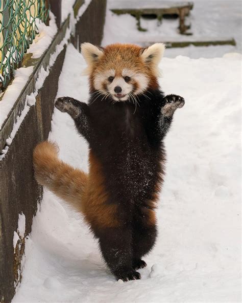 Pin on I LOVE Red Pandas