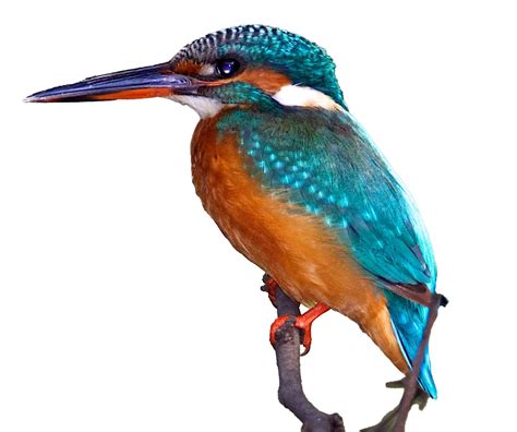 Common Kingfisher PNG Free Download | PNG All