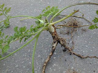 Edible: Wild carrot