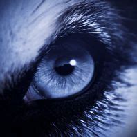 Werewolf in the full moon light | Full moon blog | Wolf eyes, Cool eyes, Werewolf