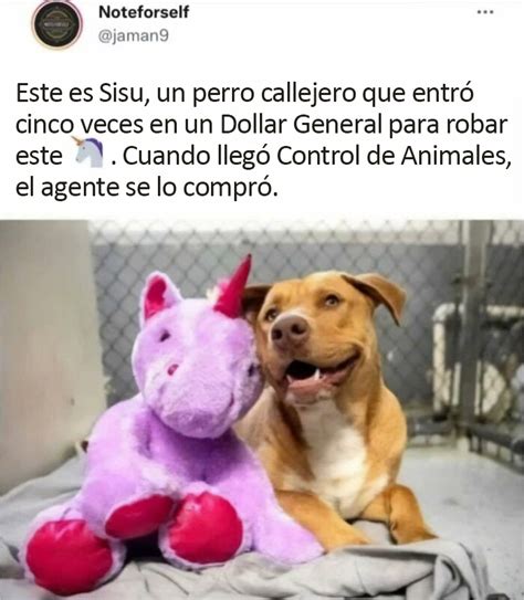 Estos divertidos 20 memes de animales te alegrarán el día | Panda Curioso