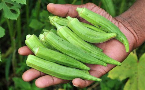 PH Okra Imports to South Korea For The First Time - THE MANILA JOURNAL