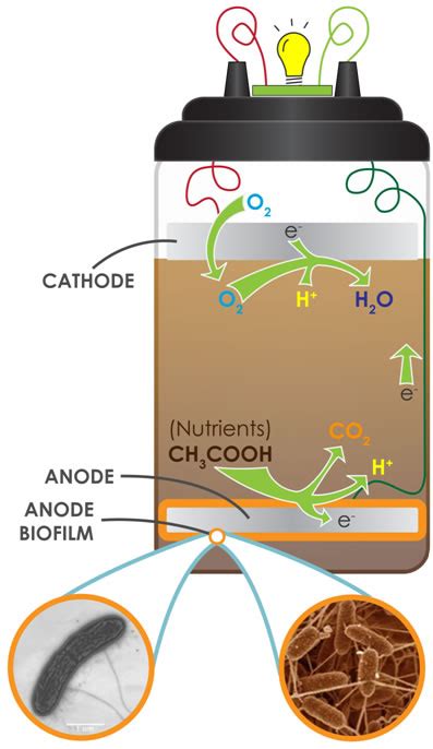 Microbial Fuel Cells