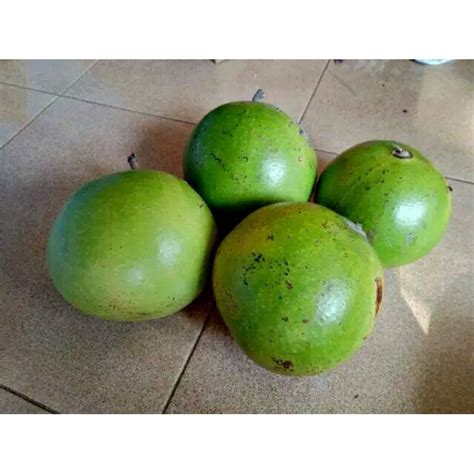 Jual BUAH MAJA/BERENUK buah herbal asli petik dari pohon | Shopee Indonesia