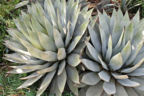 The Best Low-Maintenance Succulents to Grow Outdoors