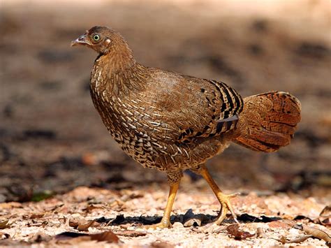 Sri Lanka Junglefowl - eBird