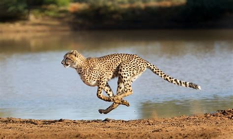 The Fastest Mammals In The World - WorldAtlas