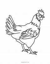 Free Printable Chicken Coloring Pages sketch template