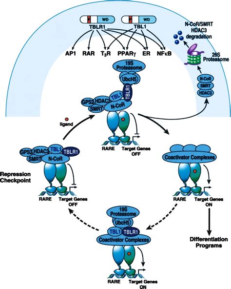 A Corepressor/Coactivator Exchange Complex Required for Transcriptional ...