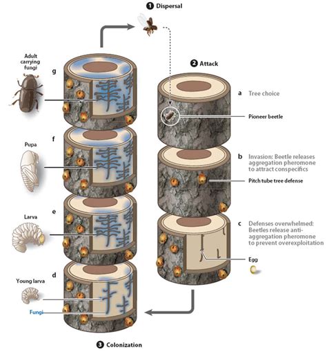 The Life Cycle of Pine Bark Beetles | GreenPal