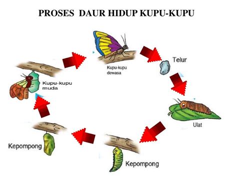 Proses daur hidup kupu kupu