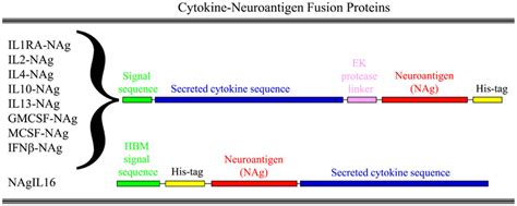 Structure of cytokine-NAg vaccines. Cytokine-NAg vaccine structure is ...