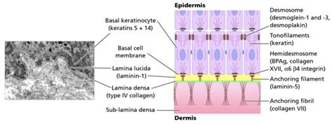 The Dermal-Epidermal Junction - NYSCC