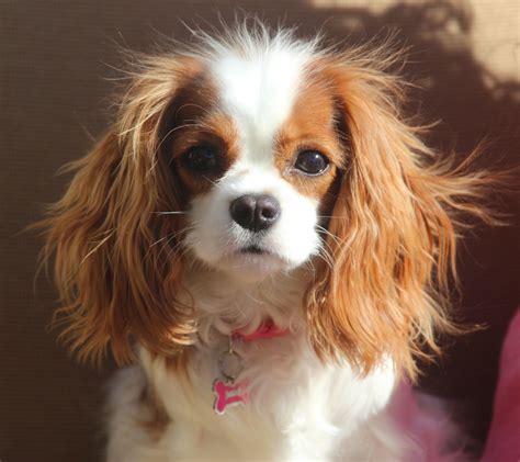 Bubbles - The Cavalier King Charles Spaniel | King charles cavalier ...