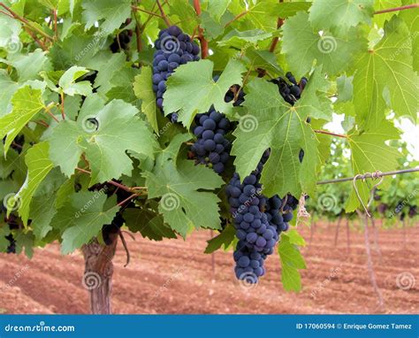 Merlot Grapes Stock Images - Image: 17060594