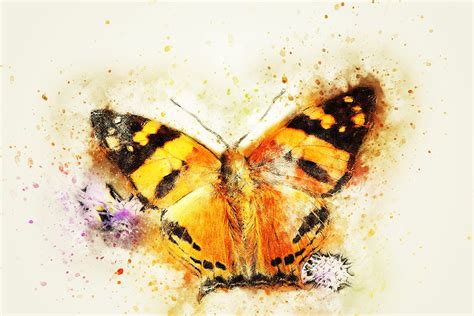 Papillon Insectes Printemps · Image gratuite sur Pixabay