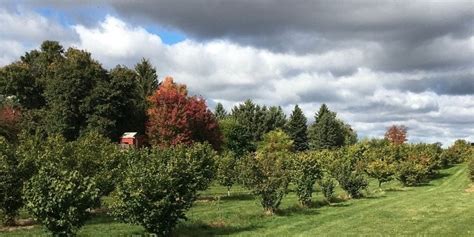 Dual Cropping: Growing Hazelnuts Trees and Truffles Together