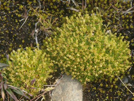 Xtreme Factors - Antarctic Pearlwort