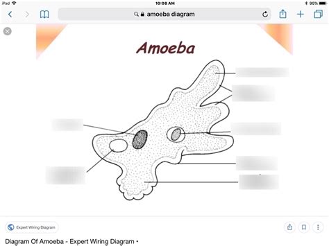 Phylum Amoebozoa (Amoeba) Diagram | Quizlet